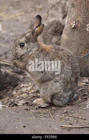 Coniglio europeo (oryctolagus cuniculus), noto anche come il coniglio comune a Budapest Zoo in Budapest, Ungheria. Foto Stock