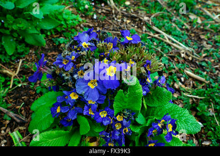 Primula blu gustosa! Foto Stock