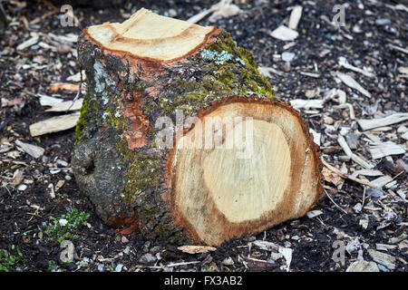 Primo piano di un ceppo di albero all'aperto sul terreno Foto Stock