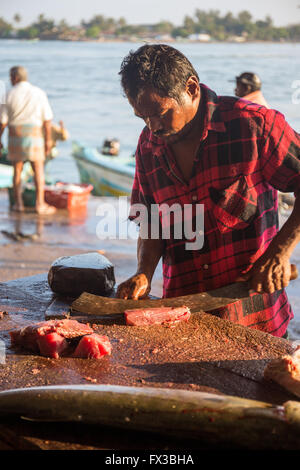 Pescivendolo sfilettatura pesce fresco, porto di pescatori, Negombo lagoon, Negombo, Sri Lanka, Oceano Indiano, Asia Foto Stock