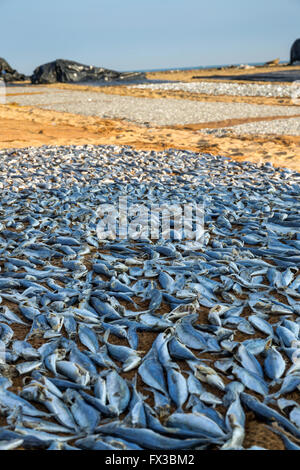 Negombo mercato del pesce, Pesce di essiccazione al sole, Negombo, Sri Lanka, Asia Foto Stock