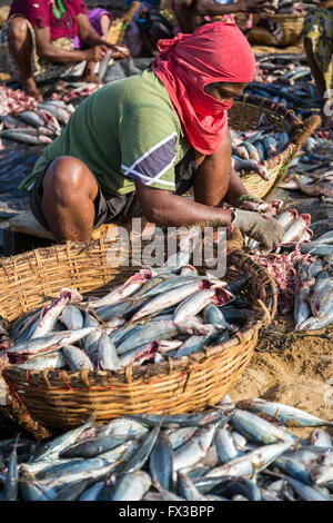 Negombo mercato del pesce (Lellama mercato del pesce), il ritratto di una donna sbudellare pesce, Negombo, sulla costa occidentale dello Sri Lanka, in Asia Foto Stock