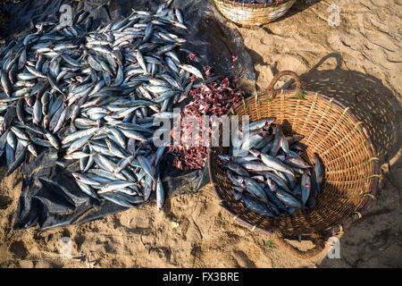 Cestini di vari pesci sulla spiaggia, Negombo, Sri Lanka, Asia Foto Stock