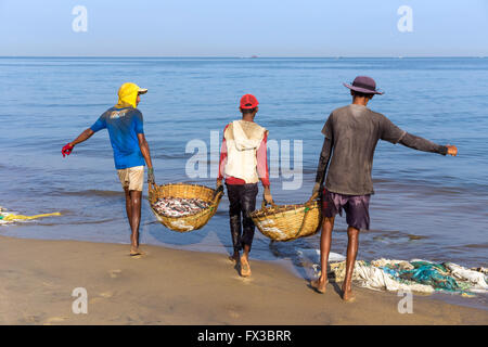 Negombo mercato del pesce (Lellama mercato del pesce), pulire il pesce, Negombo, sulla costa occidentale dello Sri Lanka, in Asia Foto Stock