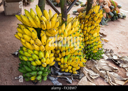 Grappolo di banane sul mercato per la vendita, Colombo, Sri Lanka, Asia Foto Stock