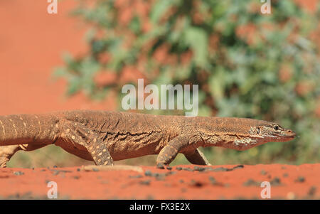 Un monitor di sabbia o Gould's Goanna, Varanus gouldii, camminando attraverso arida terra rossa outback australiano. Foto Stock