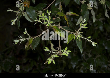 Holm o quercia sempreverde fogliame. Dorset, Regno Unito potrebbero Foto Stock