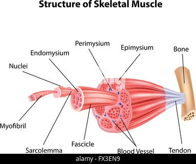 Illustrazione della struttura del muscolo scheletrico anatomia Illustrazione Vettoriale