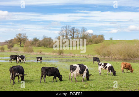 Il pascolo di bestiame sui prati di acqua, England, Regno Unito Foto Stock