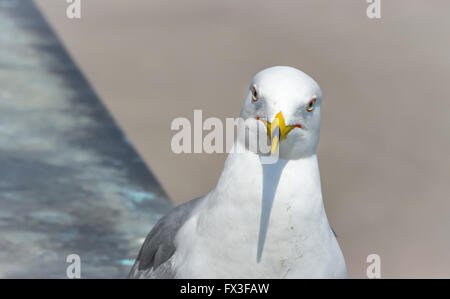 Cosa stai cercando a ? Anello-fatturati gabbiano (Larus delawarensis) pone vicino al fiume Niagara e cade. Waterside fauna selvatica. Foto Stock