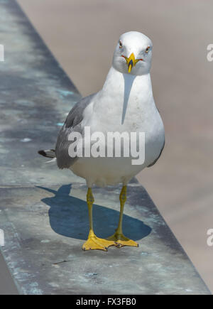 Cosa stai cercando a ? Anello-fatturati gabbiano (Larus delawarensis) pone vicino al fiume Niagara e cade. Waterside fauna selvatica. Foto Stock