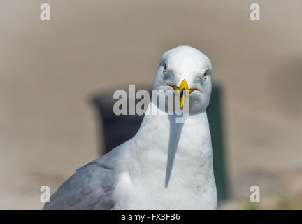 Cosa stai cercando a ? Anello-fatturati gabbiano (Larus delawarensis) pone vicino al fiume Niagara e cade. Waterside fauna selvatica. Foto Stock