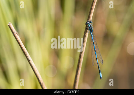 Un maschio blu comune Damselfly (Enallagma cyathigerum) a secco su un gambo reed. Foto Stock