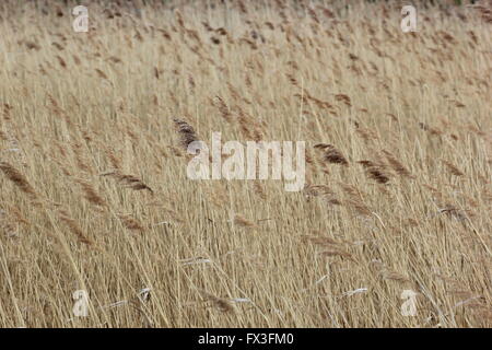 Reed presso il fiume Ryck nel Meclemburgopomerania Occidentale, Germania. Foto Stock