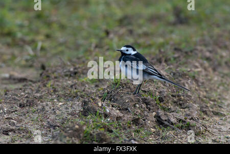 Maschio Pied Wagtail-Motacilla alba. Molla. Foto Stock