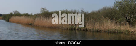 Pettine lungo il fiume Ryck nel Meclemburgopomerania Occidentale, Germania. Foto Stock