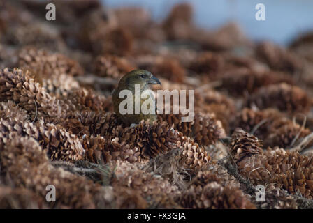 Femmina bianca-winged crossbill, Loxia leucoptera, rovistando tra una pila di abete rosso coni in St Albert, Alberta, Canada Foto Stock