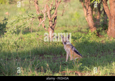 Un black-backed jackel riguarda la fotocamera nel Parco Nazionale di Kruger, Sud Africa Foto Stock