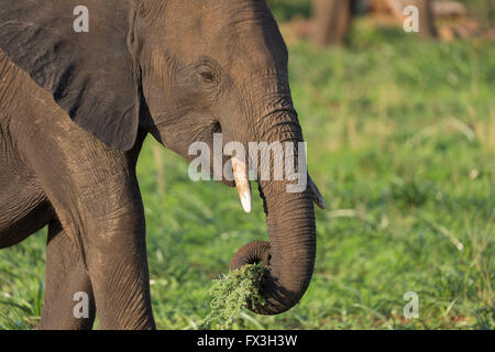 Baby Elephant di mangiare nel Parco Nazionale di Kruger, Sud Africa Foto Stock