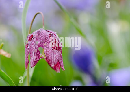 Snake head fritillary (Fritillaria meleagris). Un fiore di primavera nella famiglia delle liliacee, con fori in petali causati da residui Foto Stock