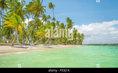 Il Carneiros Beach si trova nel Pernambuco, Brasile. Si trova lungo una ex fattoria di cocco. Foto Stock