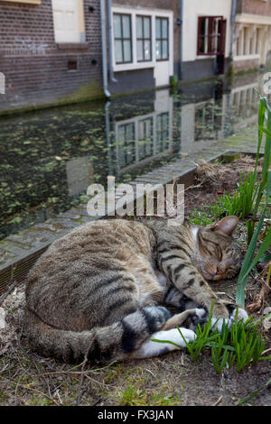 Gatto dorme vicino al canale di Delft, Olanda Foto Stock