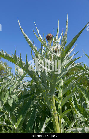 Cresce il cardo impianto Foto Stock