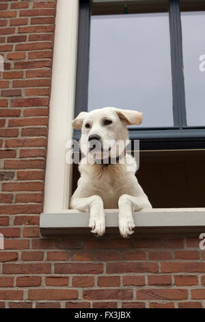 Curioso cercando cane appendere fuori la finestra Foto Stock