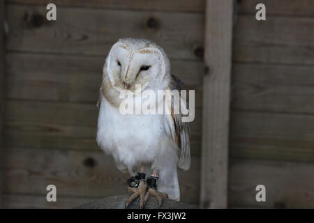 Barbagianni,seduto su di una faccia di persico alla fotocamera,corpo pieno,in cattività Foto Stock