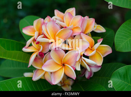 Il Frangipani con foglie in background Foto Stock