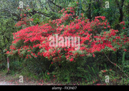 Azalea in fiore nel bosco ,Thailandia Foto Stock