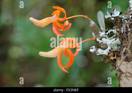 Dendrobium unicum orchidea selvatica in Thailandia Foto Stock