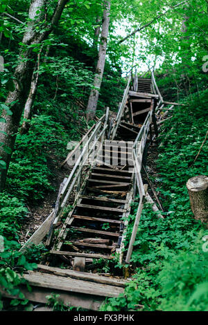 Vecchio distrutto boardwalk in foresta verde. Foto Stock