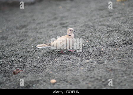 Piccione isolato in piedi su argilla morbida su una strada spagnolo Lanzarote da soli lonely concetto colori smorzati, uccelli Uccelli selvatici Foto Stock