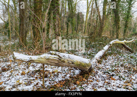 Un albero abbattuto tra gli alberi in un bosco con una leggera copertura di neve in inverno, Nottinghamshire, England, Regno Unito Foto Stock