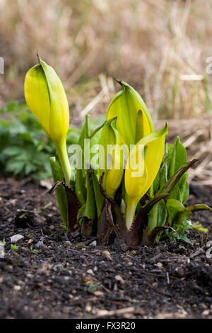 Lysichiton americanus. Western Skunk cavolo in un giardino inglese. Foto Stock