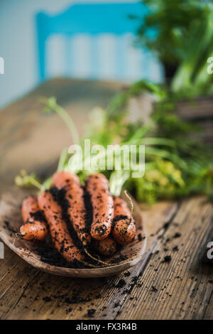 Carota fresca direttamente dal suolo di giardino, sul casale in legno tabella nella soleggiata cucina Foto Stock