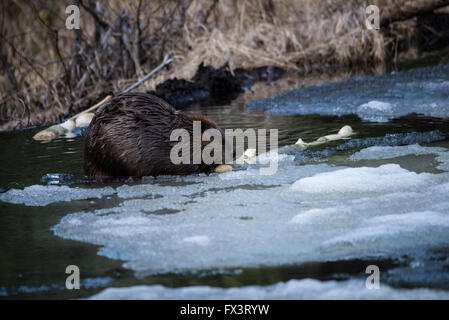 Un grande castoro pioppo mangiare corteccia su ghiaccio in un stagno di castoro Foto Stock
