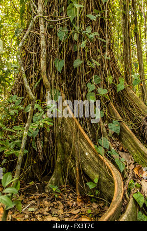 Ficus albero che cresce vicino al Pachira Lodge in Tortuguero, Costa Rica Foto Stock