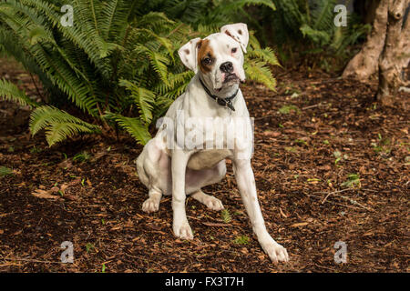 Nikita, un boxer cucciolo, seduto nel suo cortile accanto a una spada occidentale felce in Issaquah, Washington, Stati Uniti d'America Foto Stock