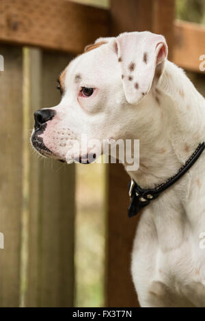 Nikita, un boxer cucciolo,in piedi in un parco giochi nel cortile playset in Issaquah, Washington, Stati Uniti d'America Foto Stock