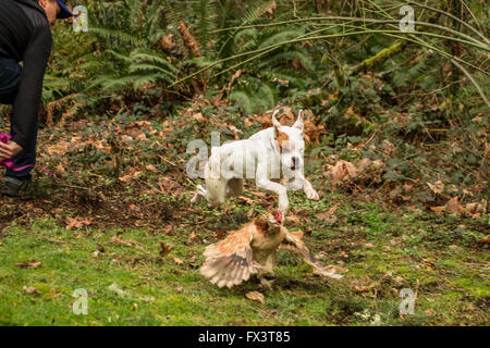 Nikita, un boxer cucciolo, sulla sciolto, essendo malizioso e a caccia di un salmone pollo Faverolles nel suo cortile in Issaquah, lavare Foto Stock