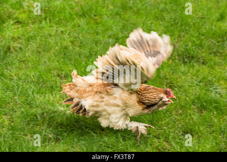 Un salmone Faverolles pollo era in fuga per la sua vita come era inseguito da un cucciolo sbarazzino nel suo cortile in Issaquah, Foto Stock