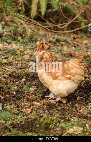 Free-ranging Faverolle salmone pollo in Issaquah, Washington, Stati Uniti d'America. Foto Stock