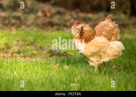 Free-ranging Faverolle salmone pollo in Issaquah, Washington, Stati Uniti d'America. Foto Stock