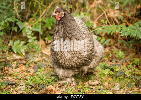 Free-ranging blu gallina di Cochin in Issaquah, Washington, Stati Uniti d'America. Un altro nome per questo pollo è un blu cina Cochin. Foto Stock