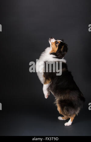 Miniatura (o) Giocattolo pastore australiano cucciolo cercando in Issaquah, Washington, Stati Uniti d'America Foto Stock