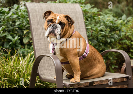 Tessa, il Bulldog inglese, seduto in una sedia prato in Issaquah, Washington, Stati Uniti d'America Foto Stock