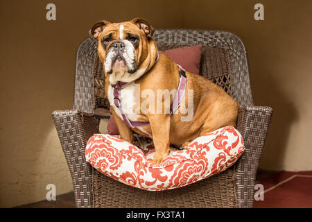 Tessa, il Bulldog inglese, cercando di regal seduto in una sedia prato sul suo patio in Issaquah, Washington, Stati Uniti d'America Foto Stock