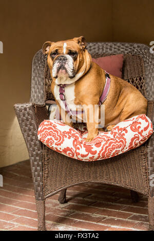 Tessa, il Bulldog inglese, cercando di regal seduto in una sedia prato sul suo patio in Issaquah, Washington, Stati Uniti d'America Foto Stock